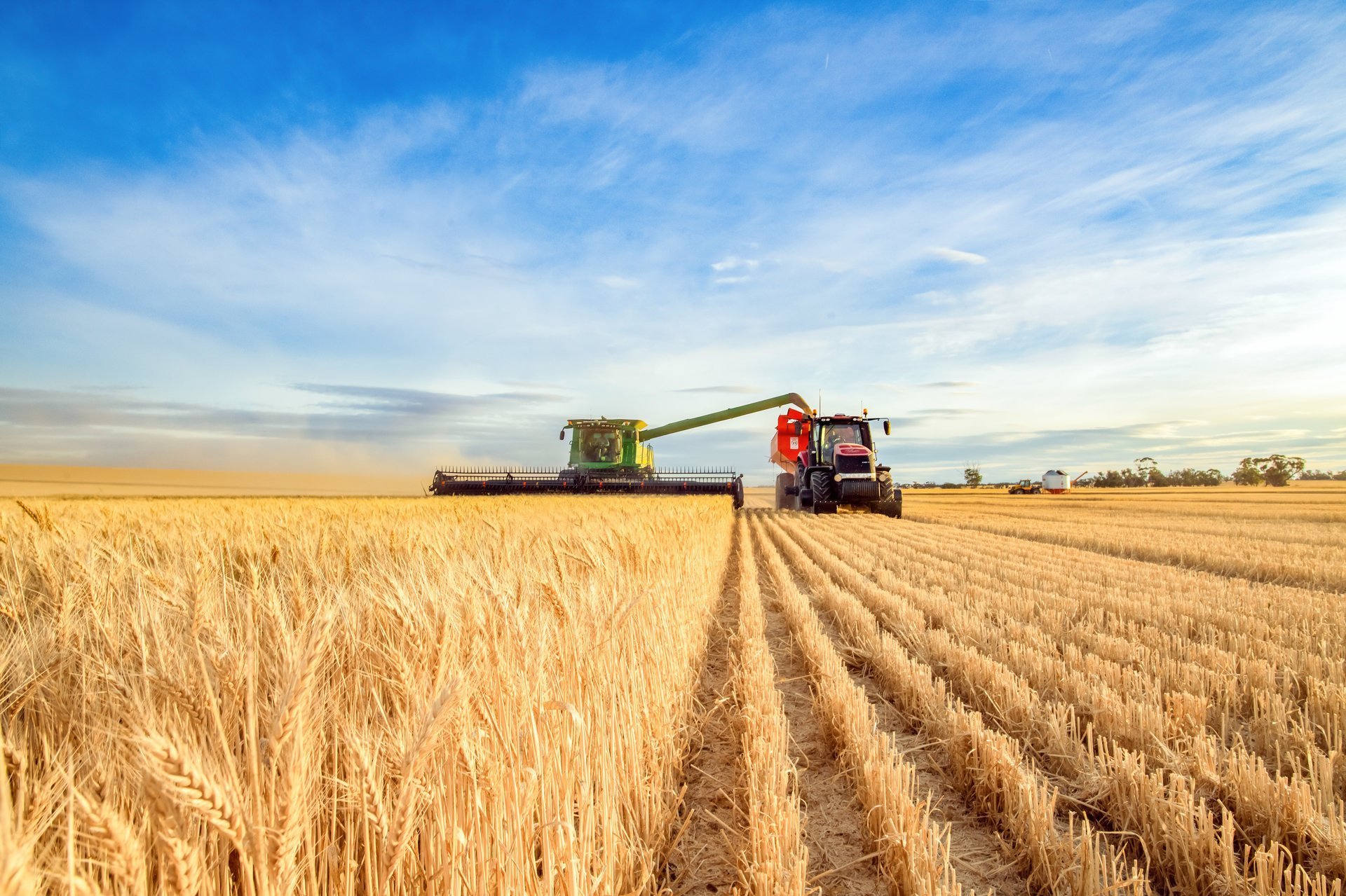 Harvesting machine approaching with the foreground of golden wheat