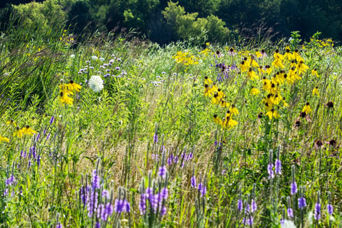 Conservation landscape stewardship