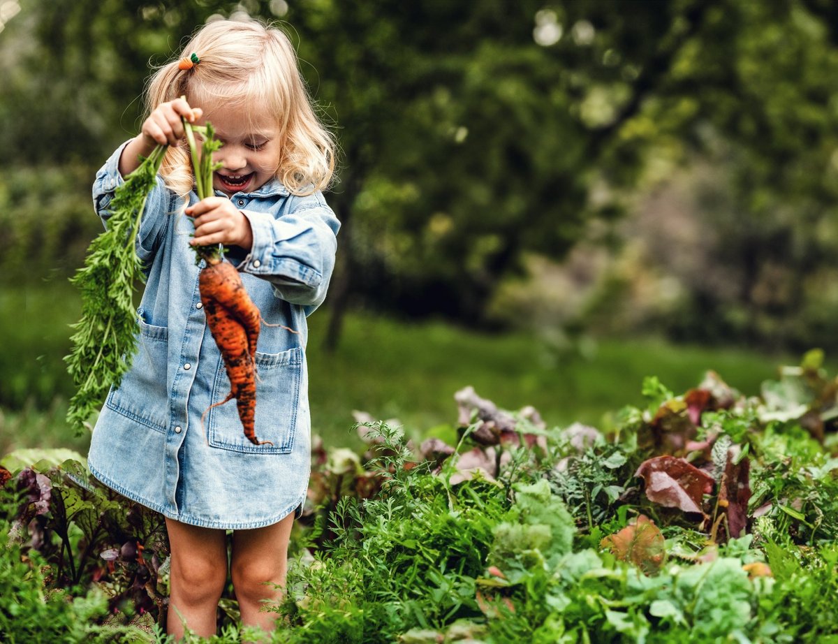 Adorable toddler smiling holding carrots in garden