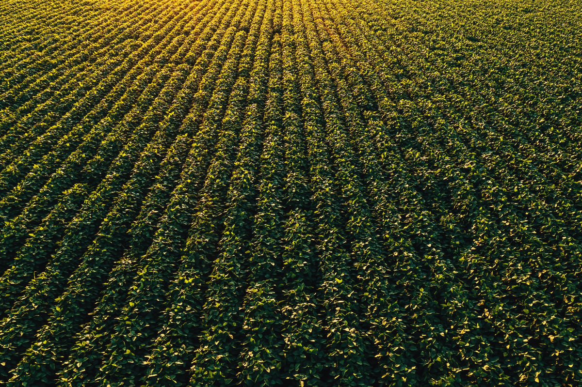 Aerial shot of cultivated soybean field from drone pov