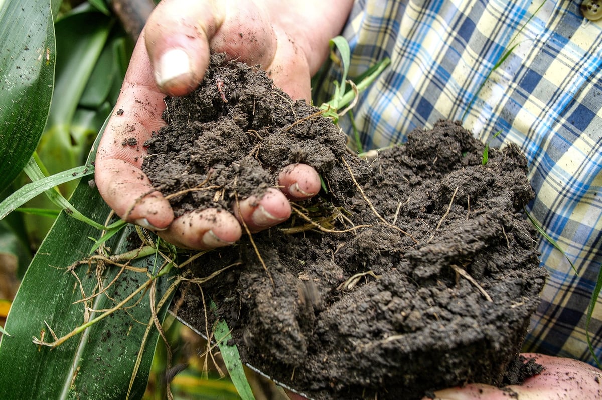 Healthy soil from regenerative agriculture field
