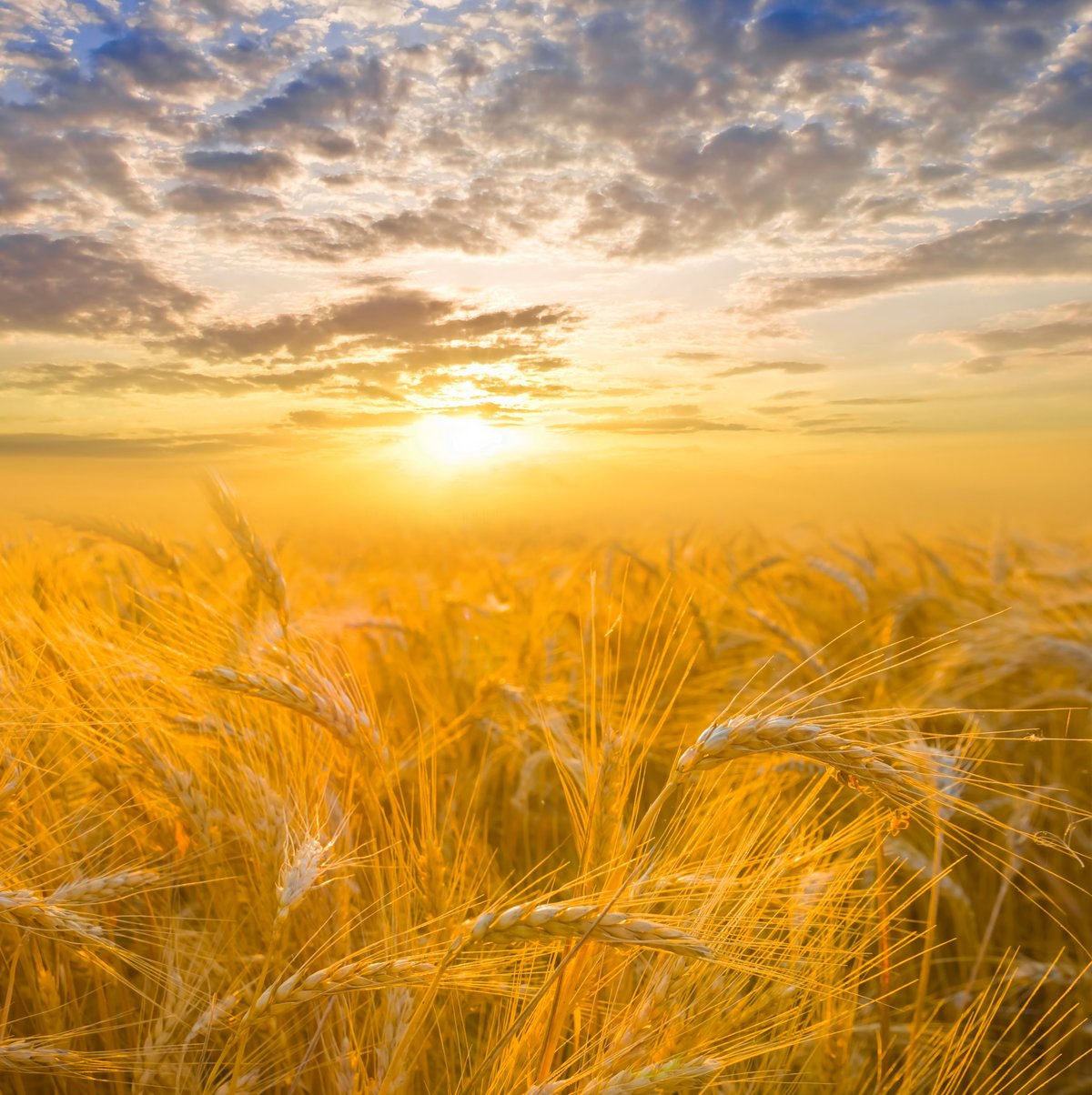 summer golden wheat field at the sunset