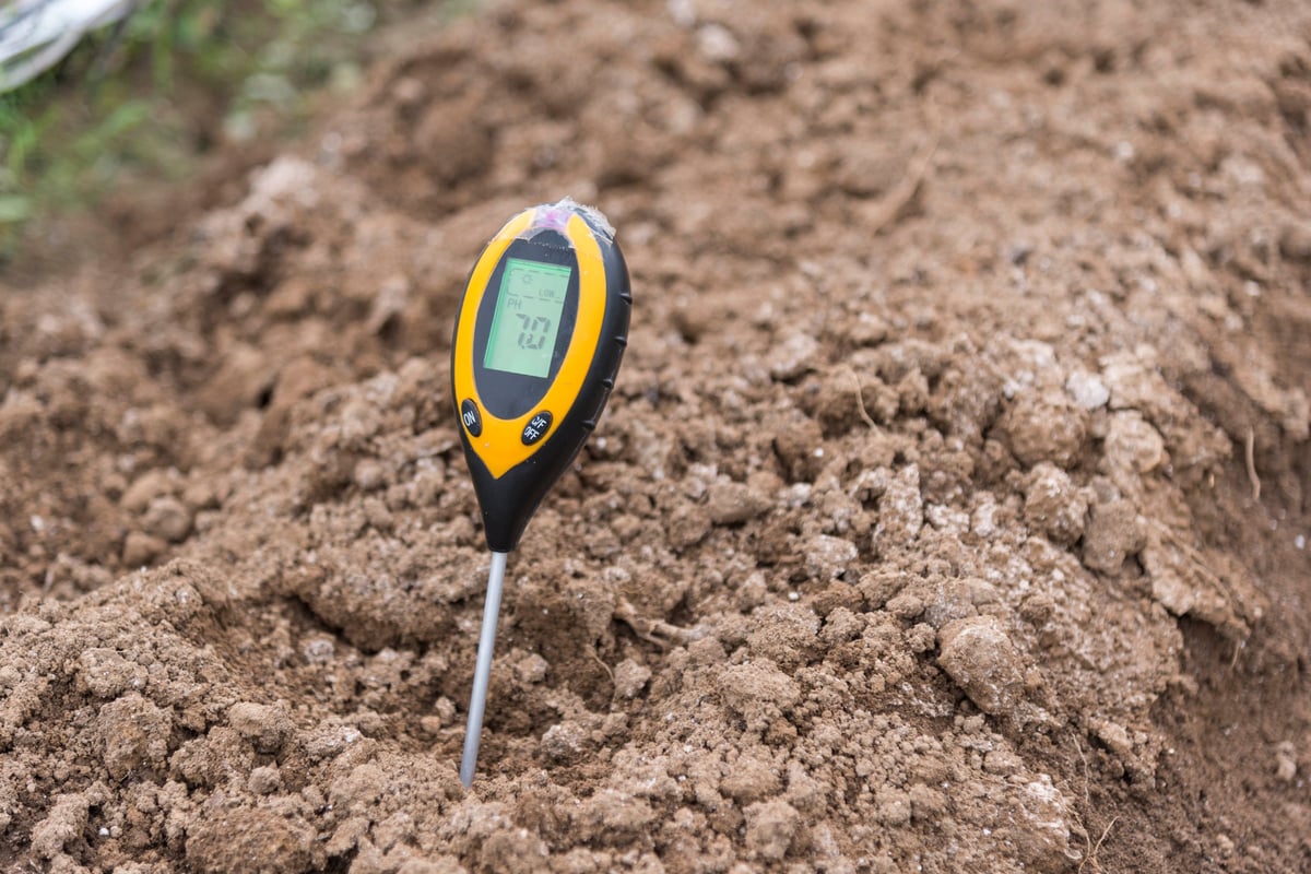 Use soil PH meter for check the PH value