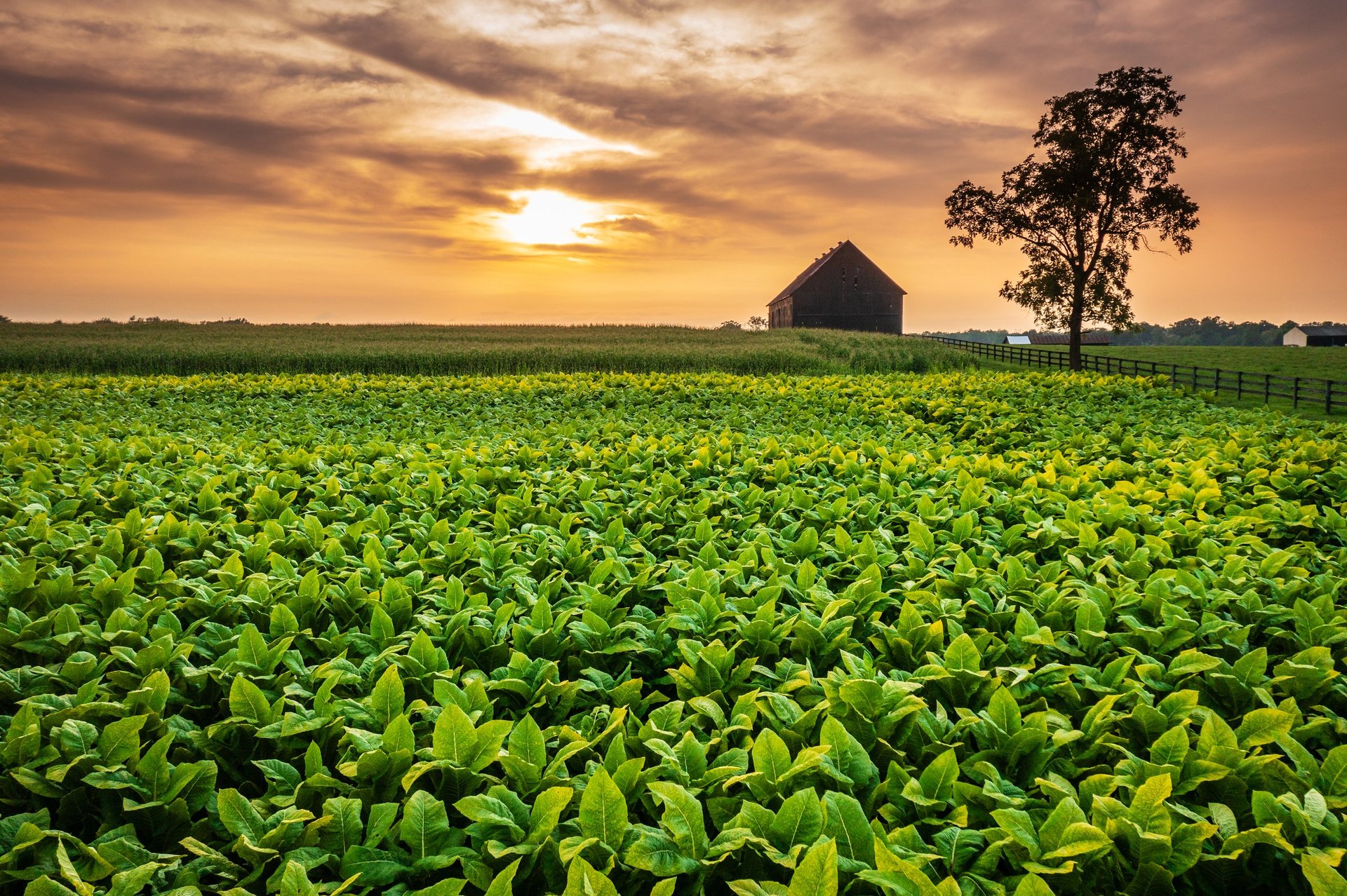 Scenic view of farmland at sunset.