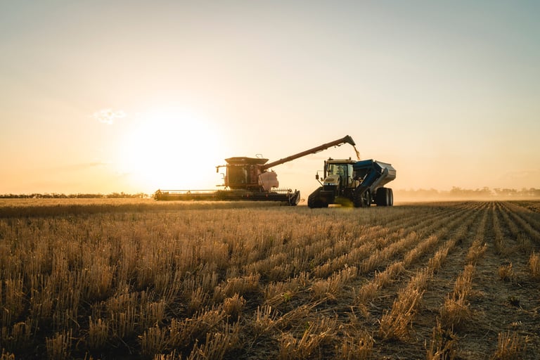 A header and tractor with chaser bin harvesting wheat on a broadacre farm during sunset