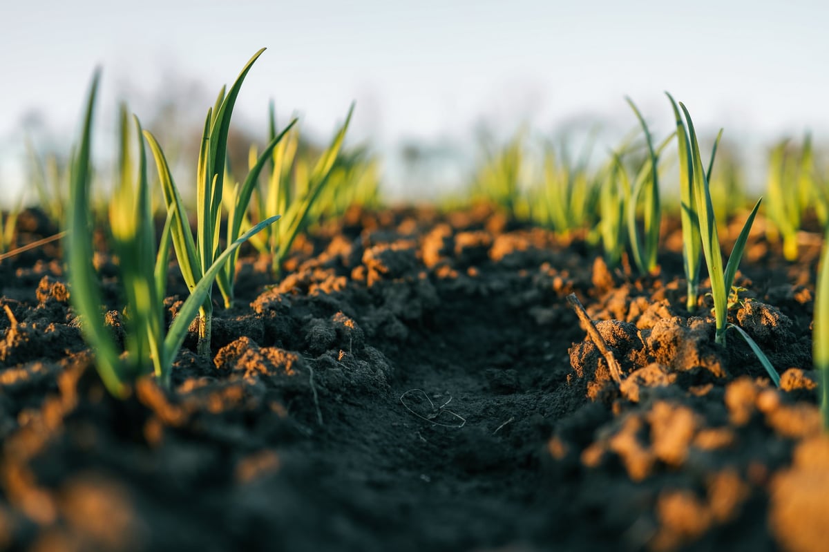 Young green sprouts emerging from freshly tilled soil at sunrise, symbolizing growth, new beginnings, and agricultural efforts