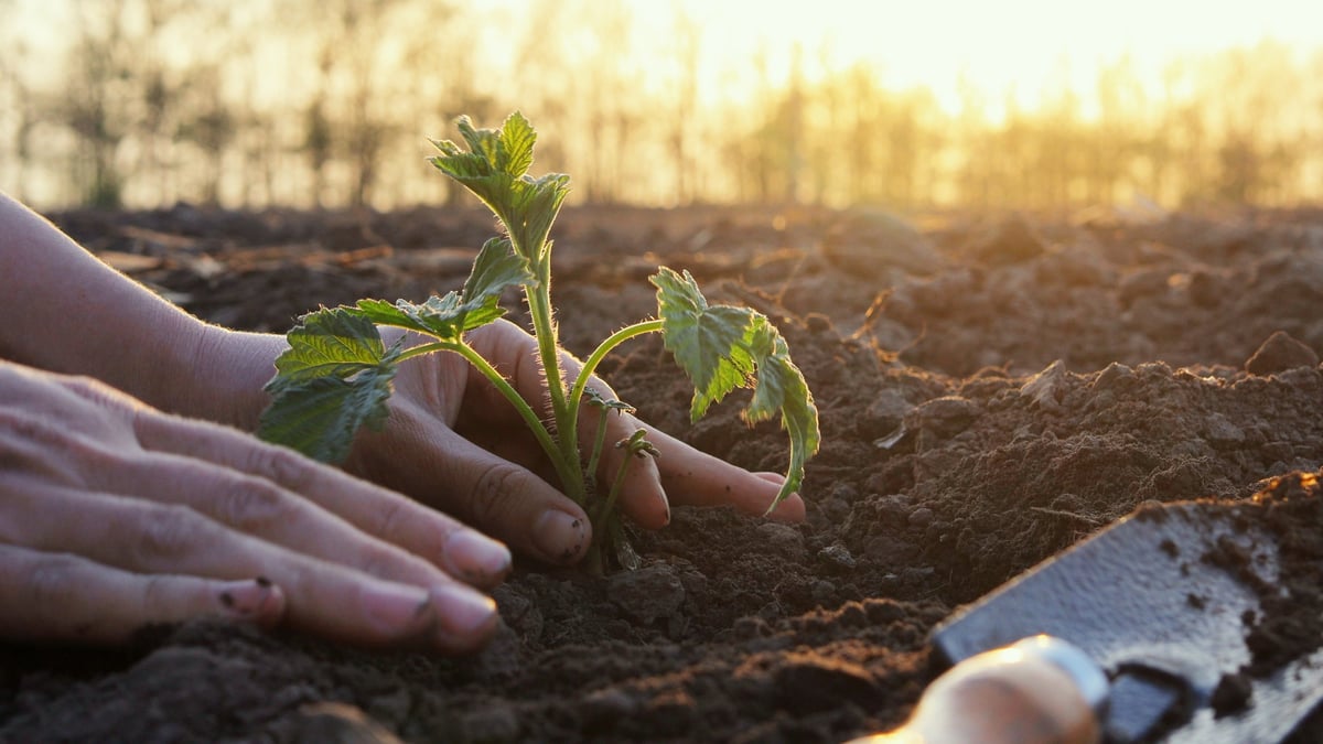 Hands gently place seedlings into the earth