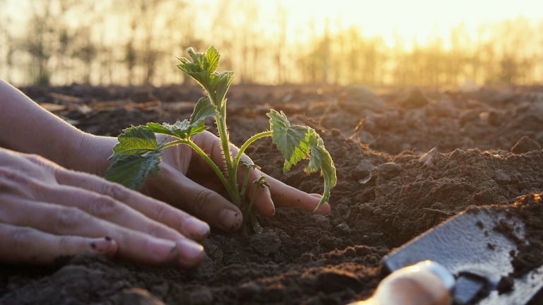 Hands gently place seedlings into the earth during the golden hour
