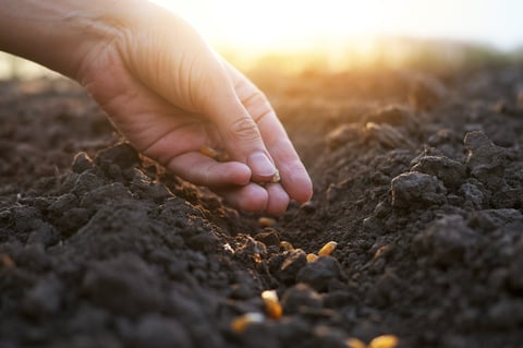 Agricultor plantando semillas al amanecer