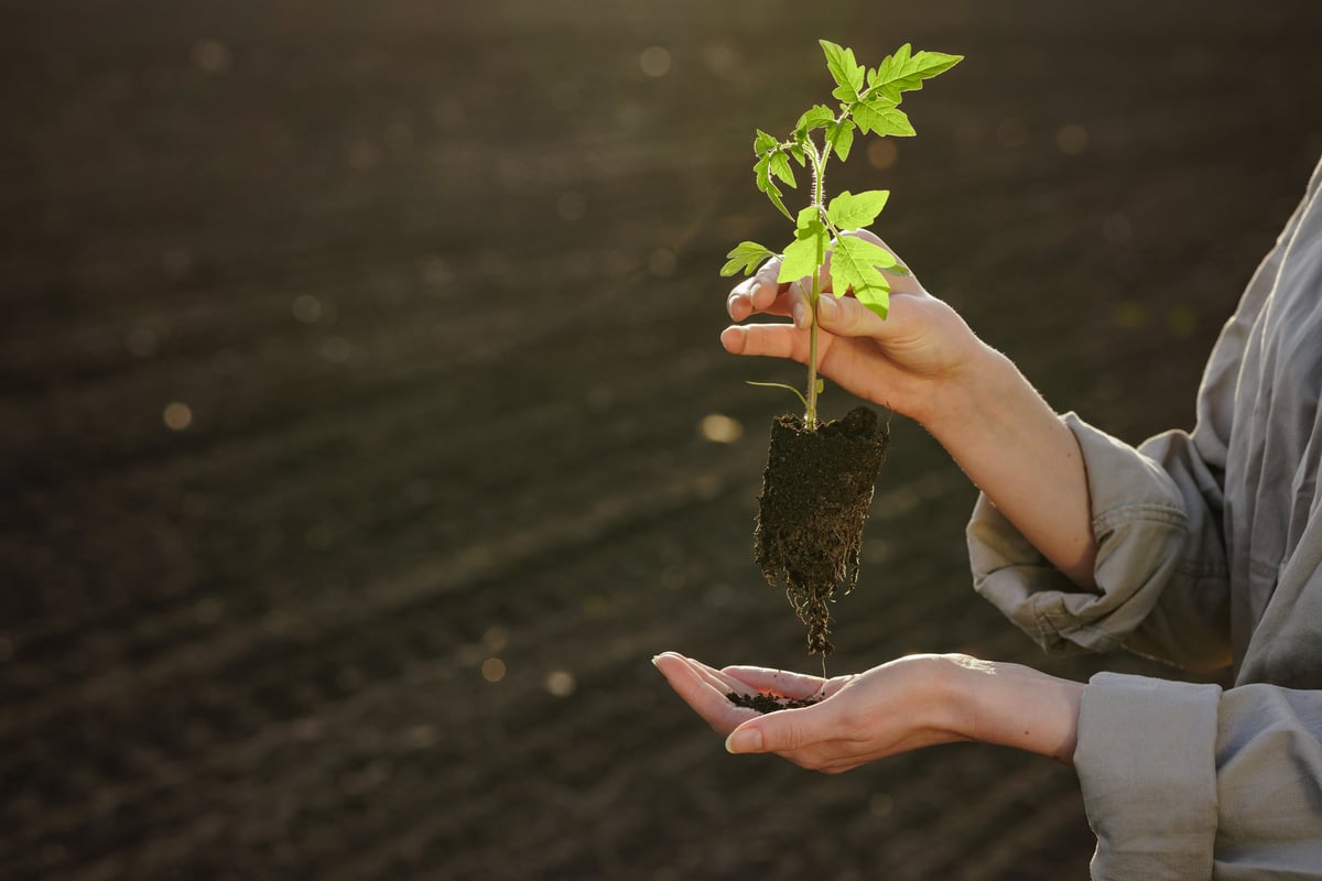 Close-up of hands holding a young tomato plant seedling over fertile soil, ready for transplanting in spring