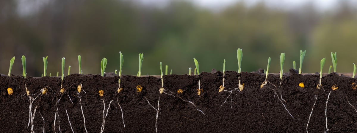Young corn seedlings with roots