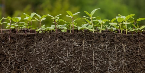 Young sunflower plants in soil with roots