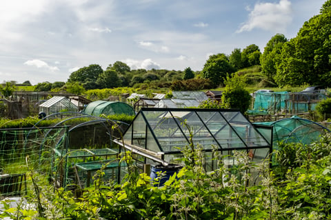 View across an allotment in the countryside