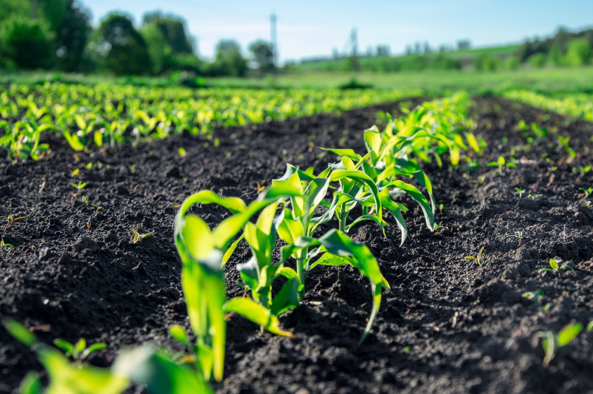 Young corn plants grow steadily in a neat row, bright green against dark soil, thriving in the warm sunlight of spring.