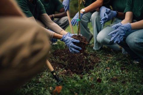 Volunteers planting tree sapling