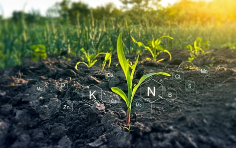 Biologic education in plant development. Role of mineral nutrients in plant life for development and growth.