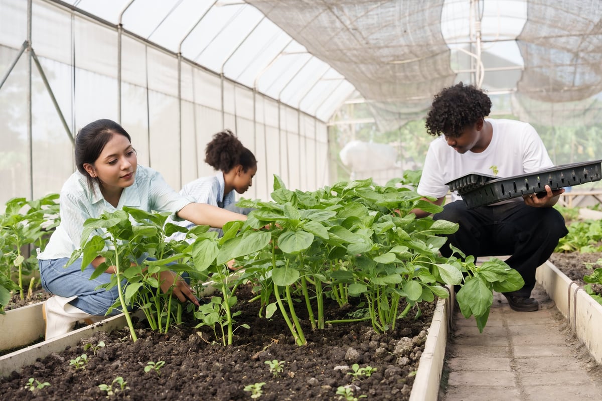 Multiracial students checking vegetable growth in greenhouse