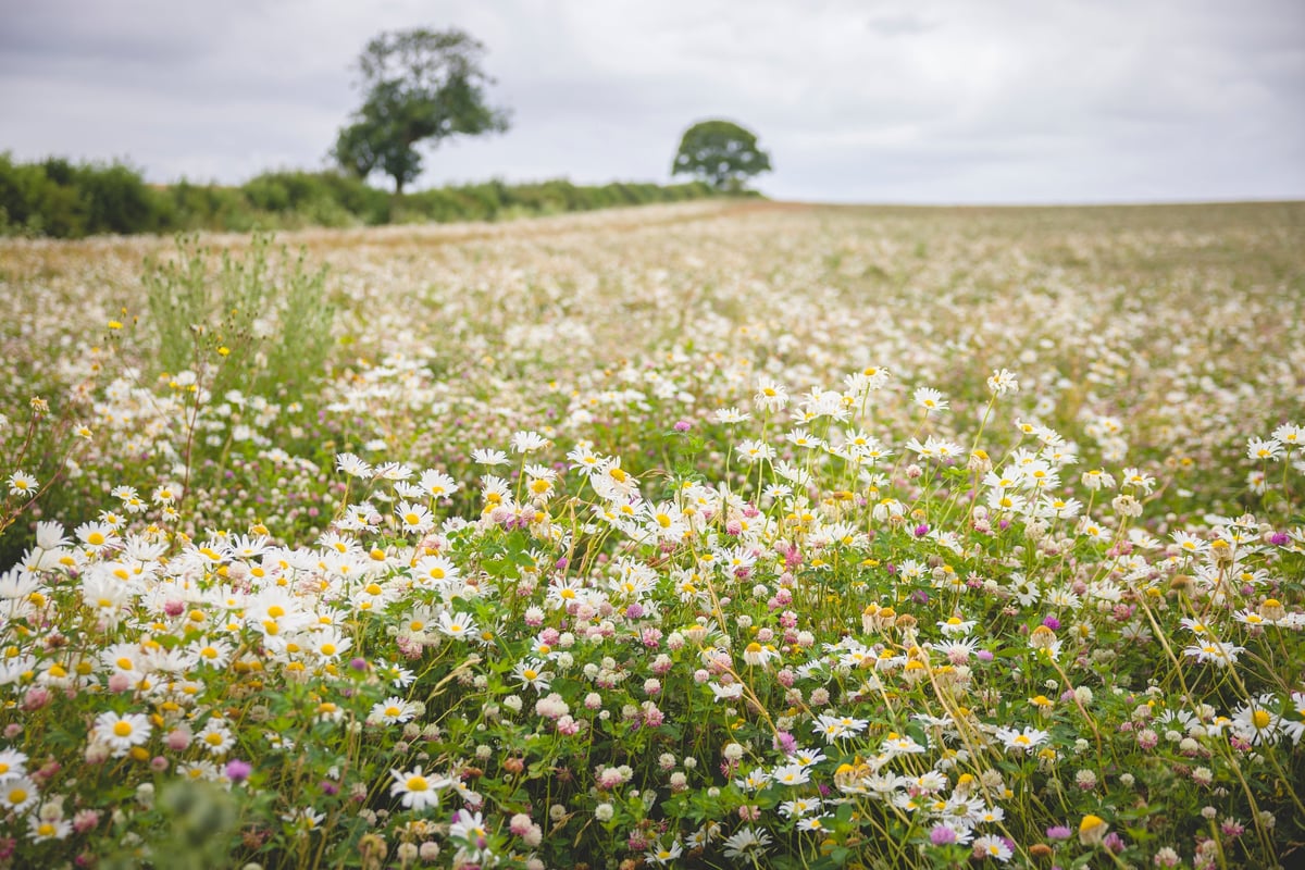 Wildflower meadow filled with oxeye daisies in Oxfordshire countryside