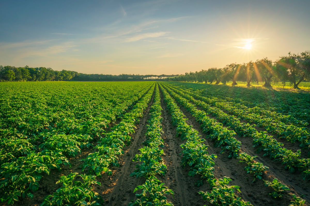 Lush green potato cultivation field with olive trees at sunrise, Tuscany