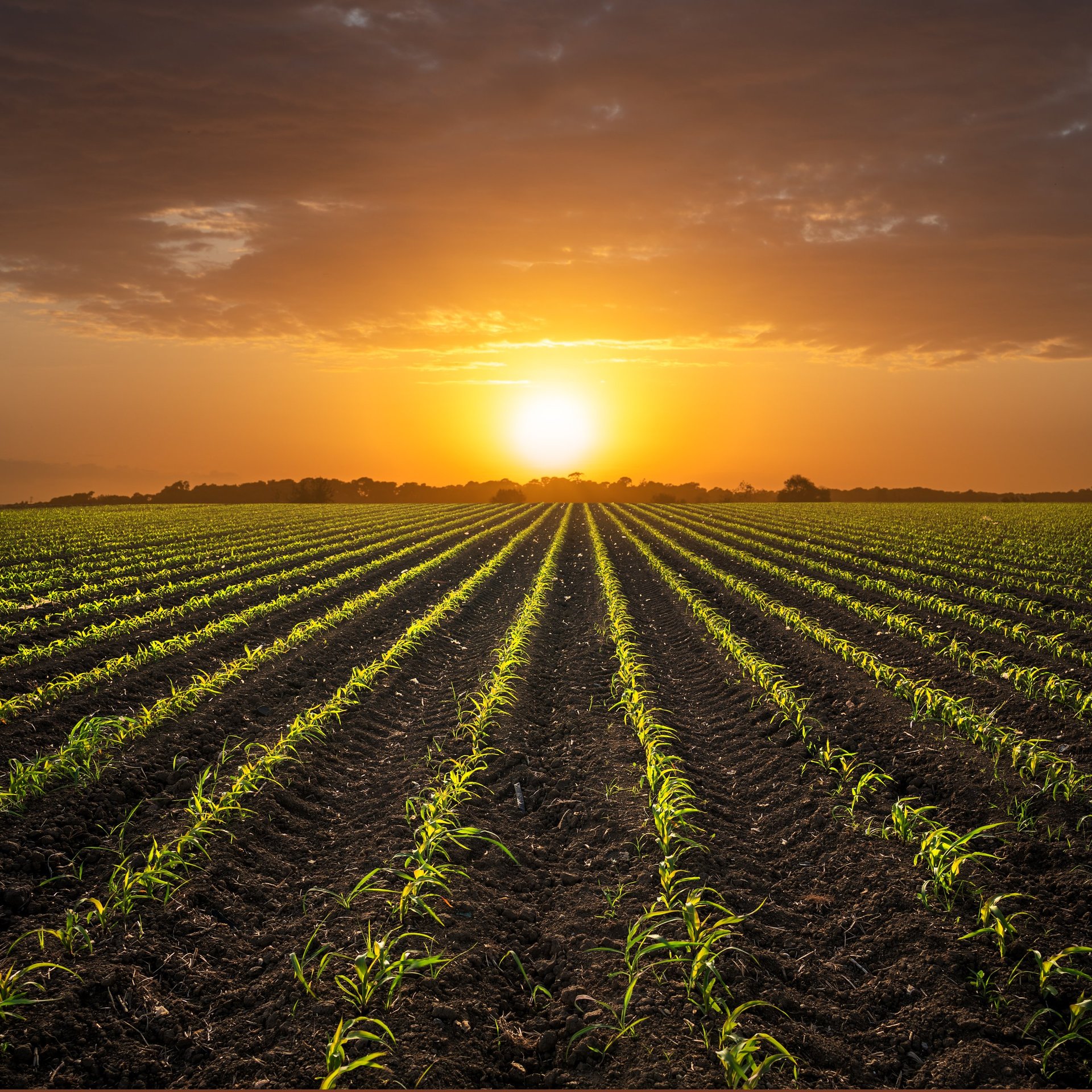 Young corn plants on cornfield against sunset