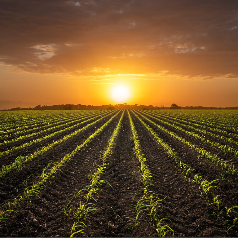 Young corn plants on cornfield against sunset