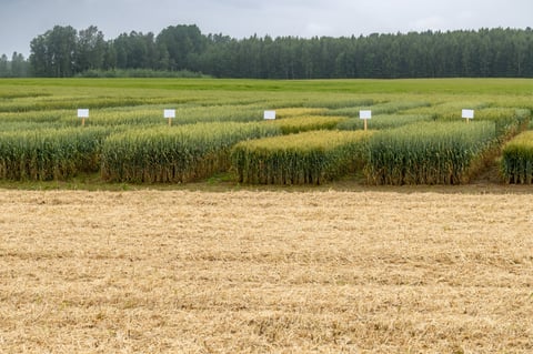 Field trial plots with identification signs