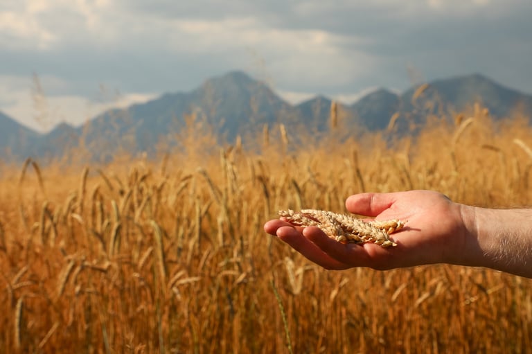 Golden wheat ears in a farmer's hand with mountains in background