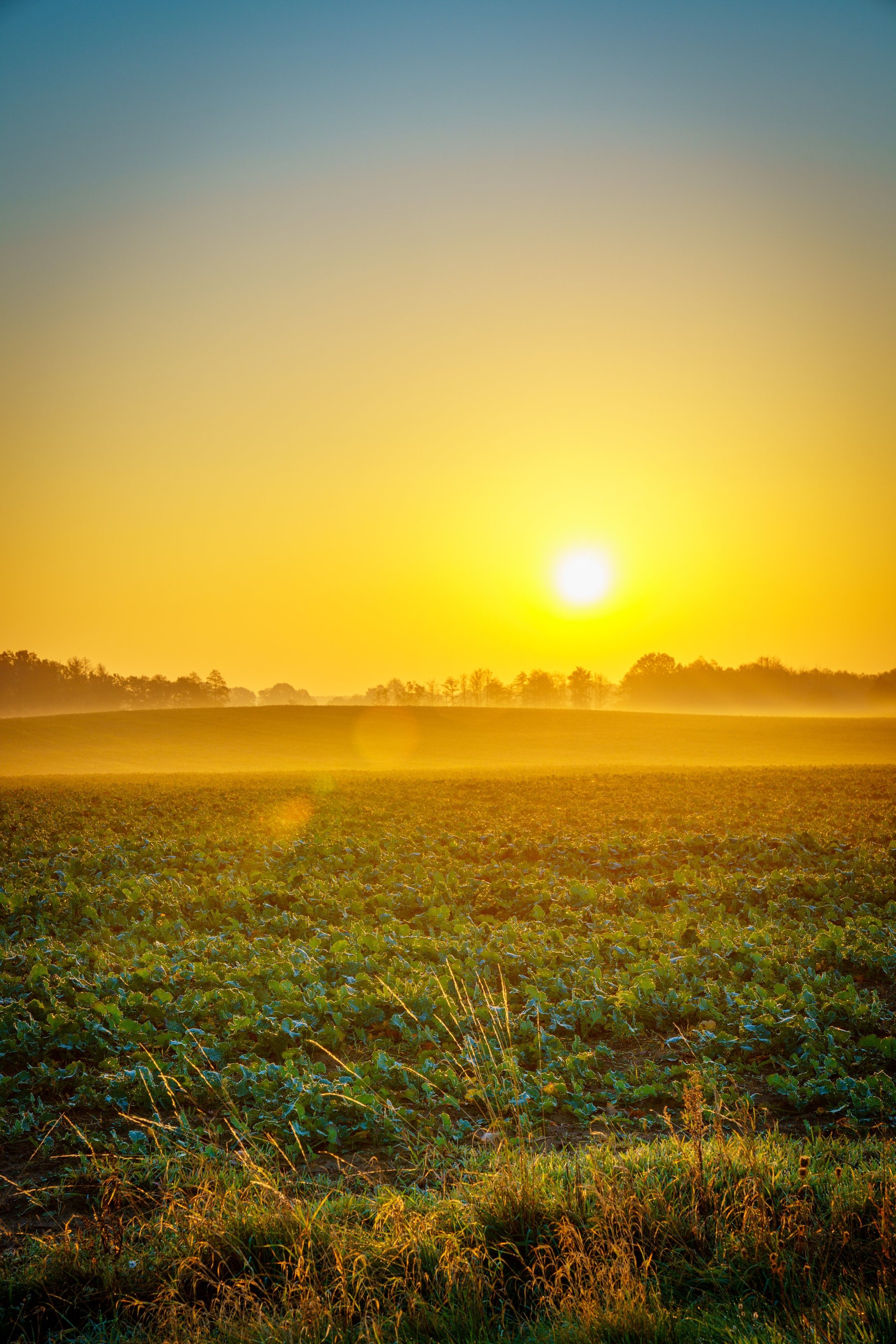 Peaceful countryside landscape at sunrise with soft golden mist, trees on the horizon, and fields glowing in morning light.