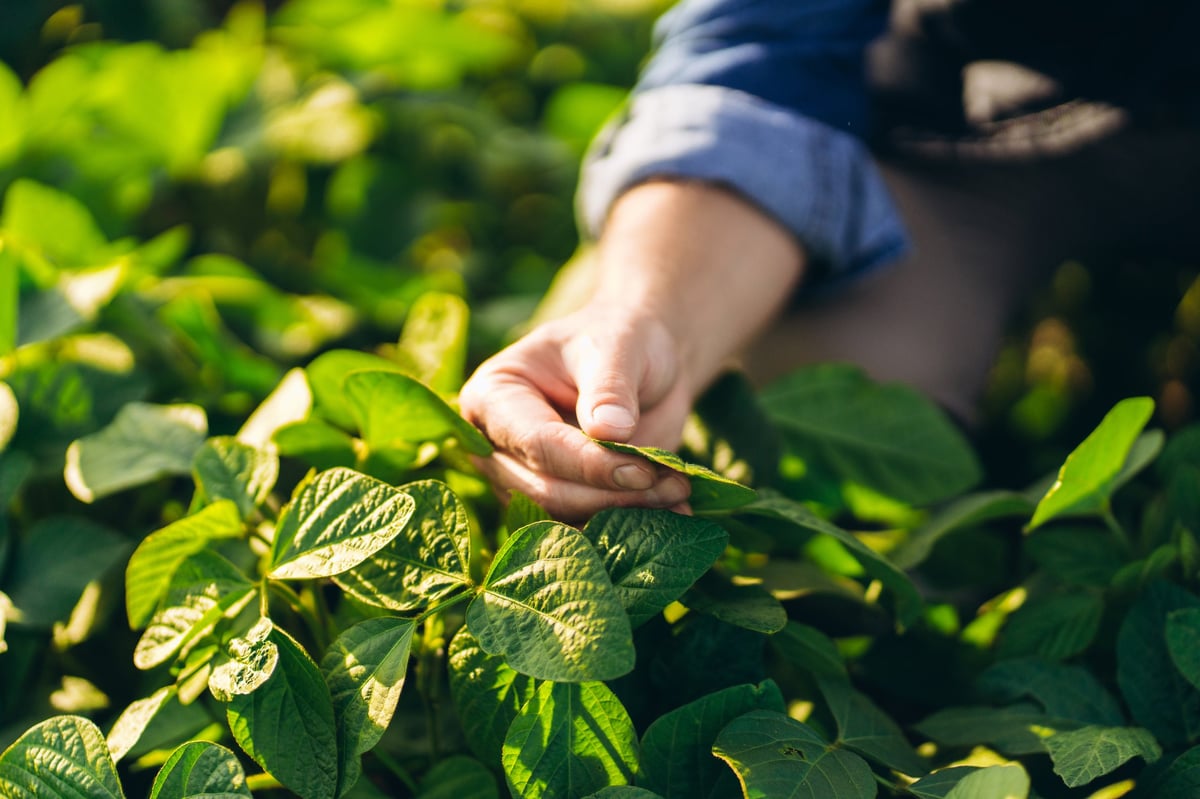 Close-up of farmer's hand gently touching healthy green soybean leaves