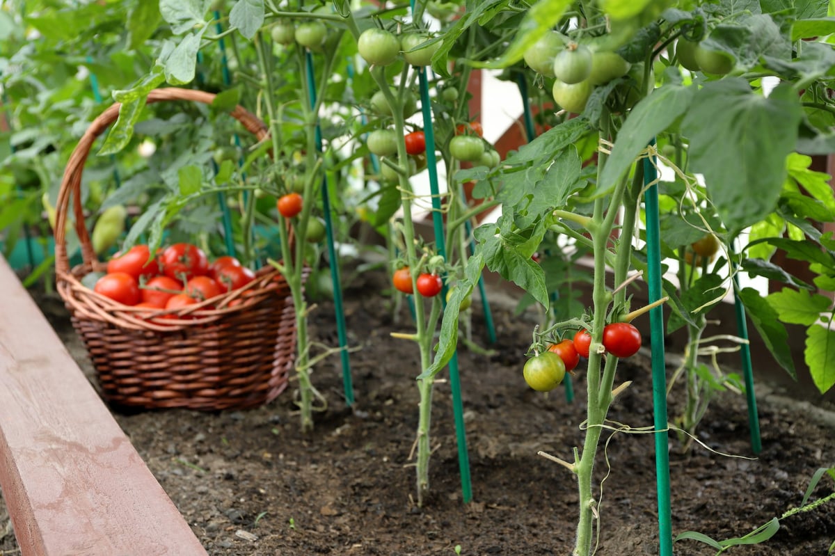 In greenhouse ripe red and green tomatoes growing on vines