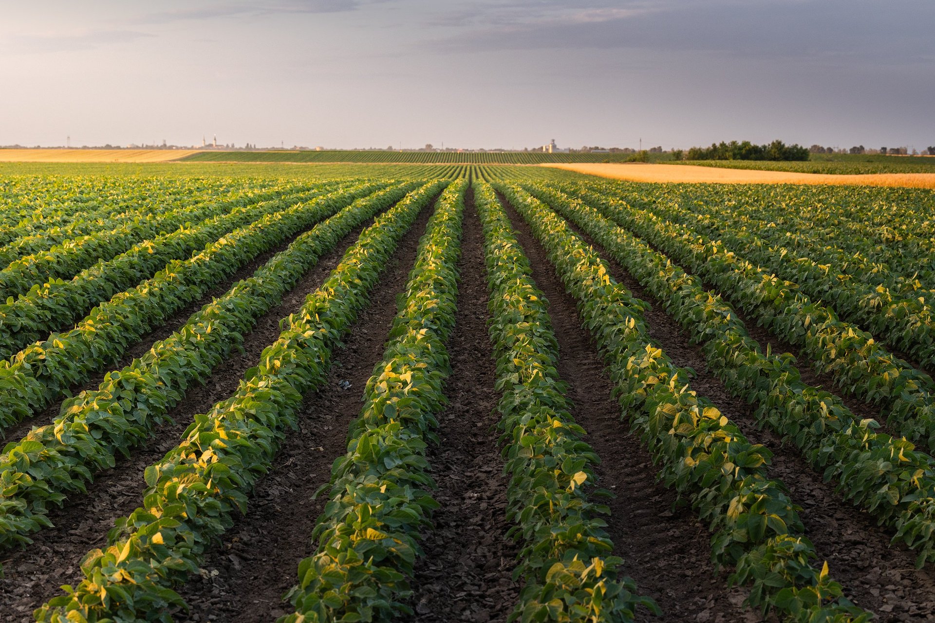 Sunset over growing soybean plants at ranch field