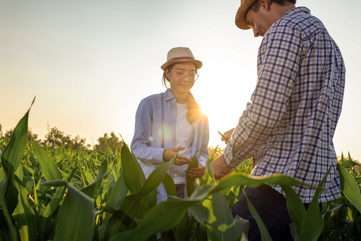 Two farmers inspecting corn growth in a rural field