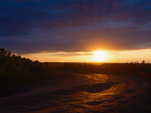 Sunlight illuminates a muddy path through a sunflower field at sunset