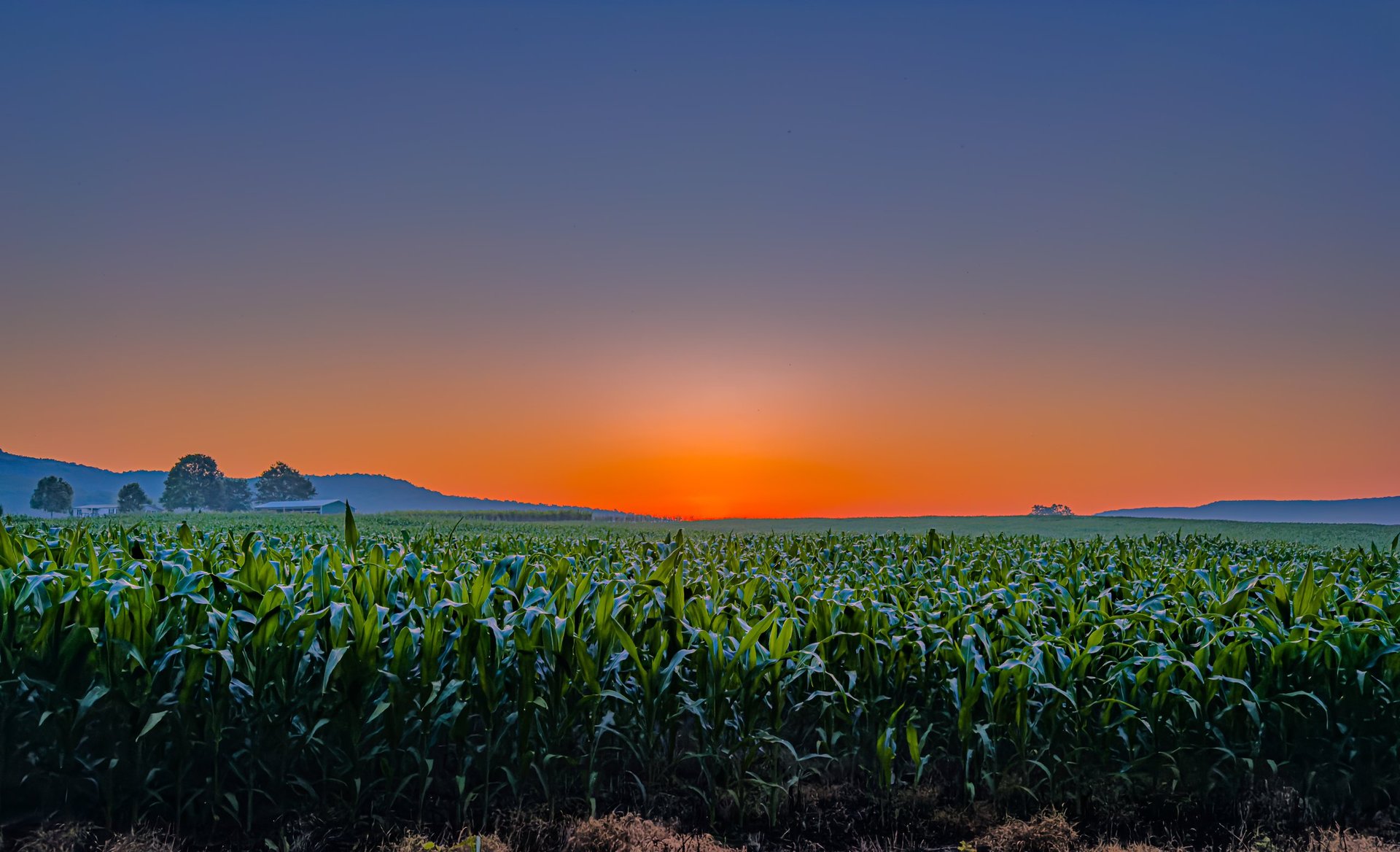 A Tennessee Summer Sunrise with the Cumberland Mountains and corn crops in the background