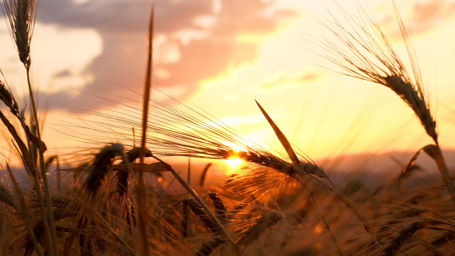 Summer wind on barley farm field under rocky mountain
