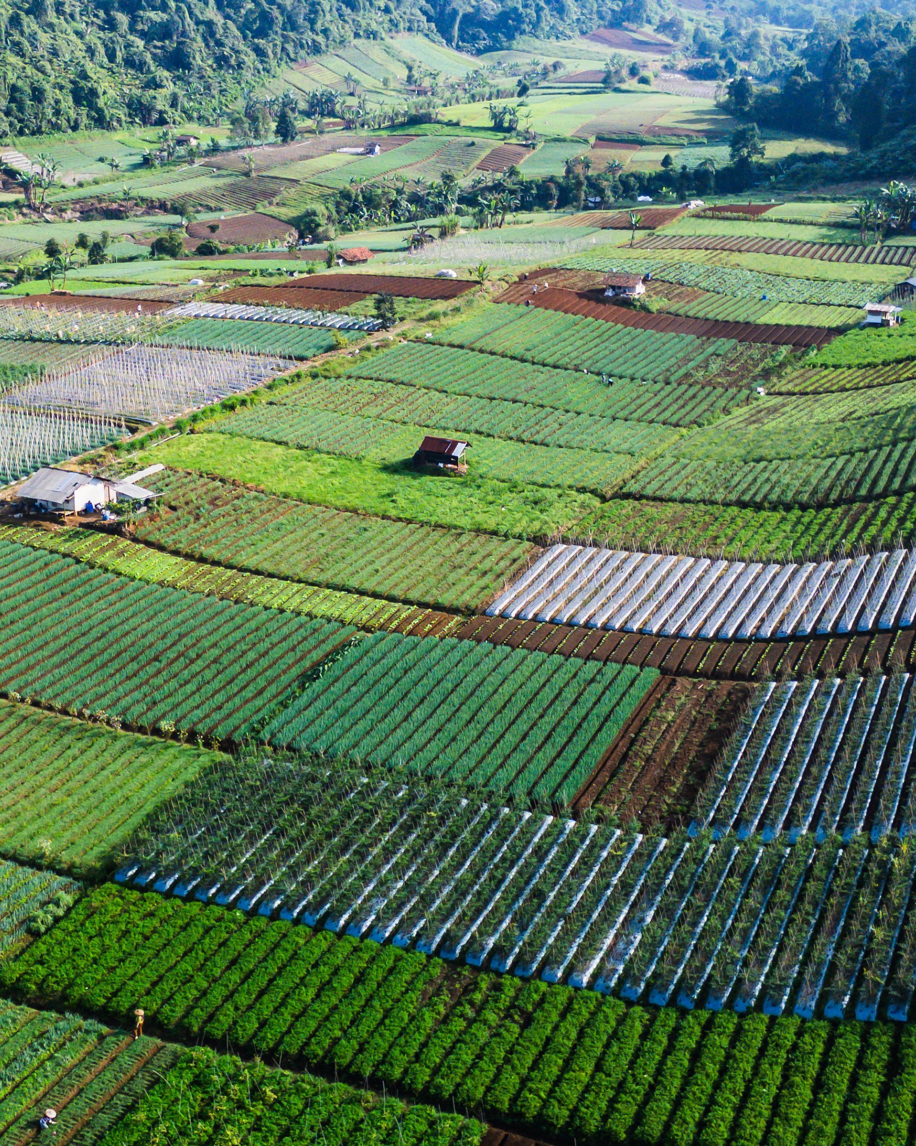 Aerial farming landscape with rows of crops, ideal for eco living, organic agriculture, and sustainability.