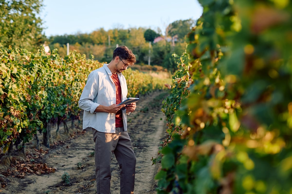 Man inspecting grapevine in sunny vineyard representing smart farming
