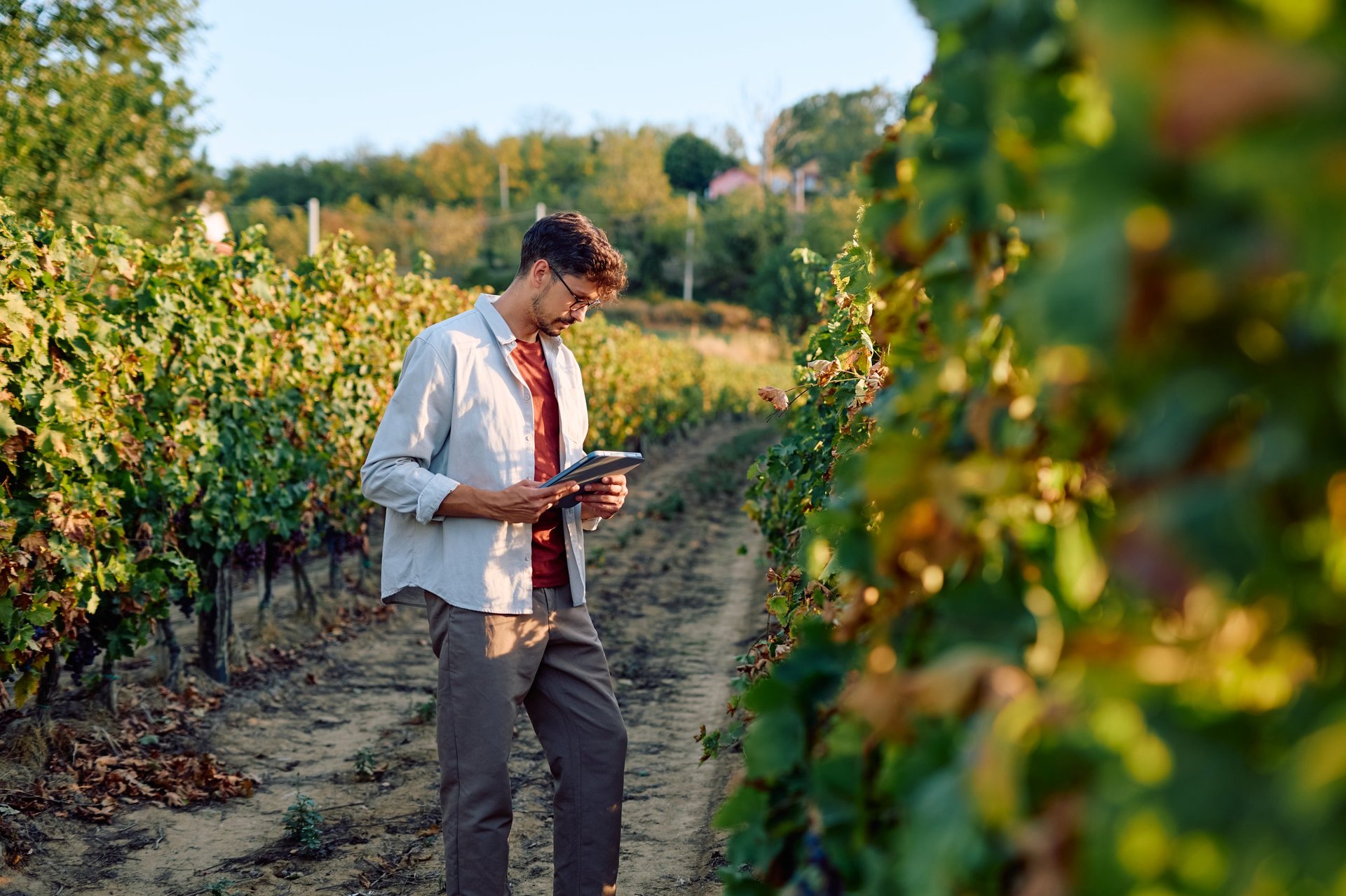Man holding a tablet, inspecting grapevine in a sunny vineyard, representing smart farming and agricultural technology