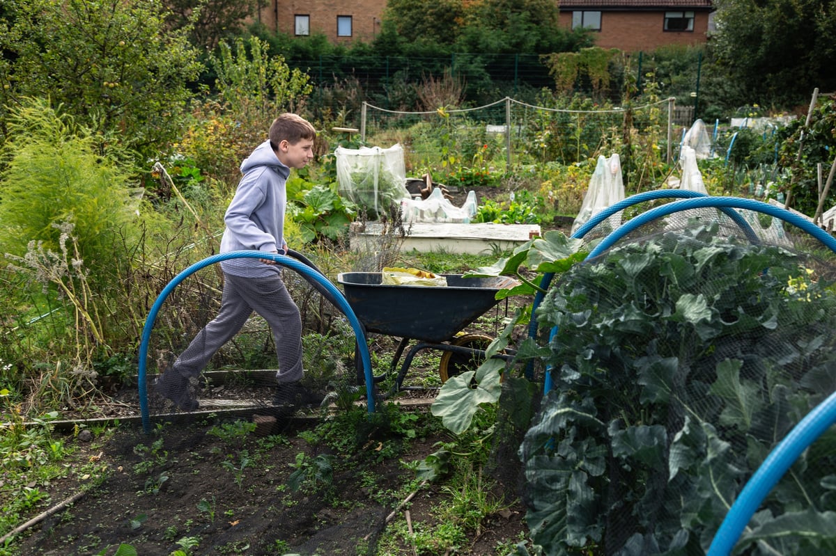 A young boy pushes a wheelbarrow along a path in a community garden full of green plants and vegetables