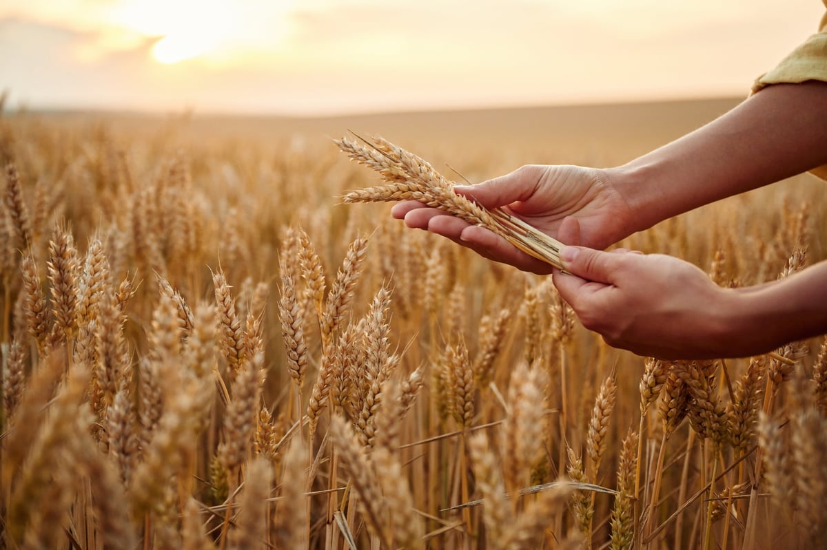 Employee is doing quality control. Side close up view of woman's hands that is holding wheat on the field.