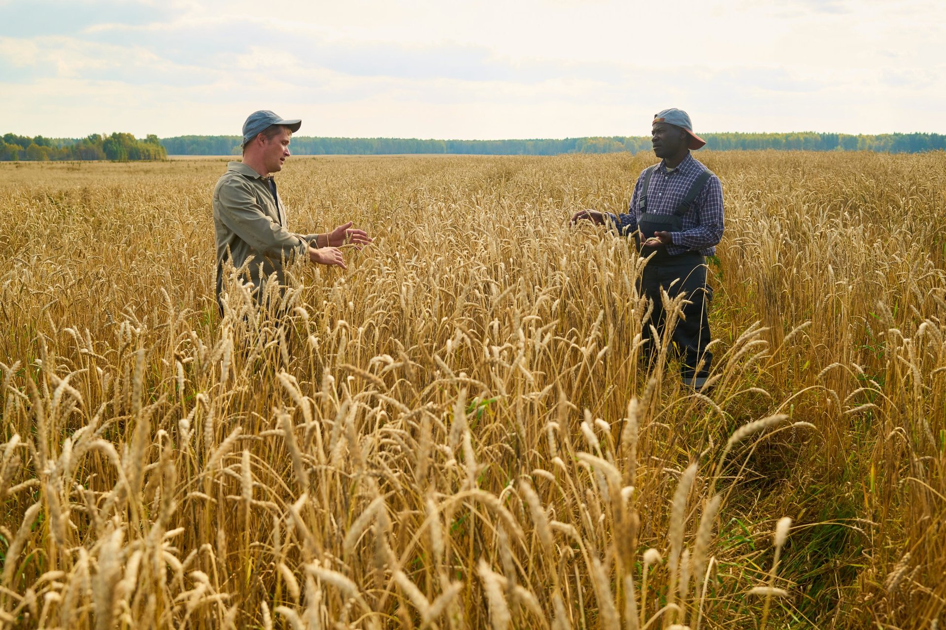 Caucasian young man and Black middle aged man standing in wheat field discussing crops