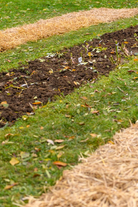 Sustainable gardening practices soil care