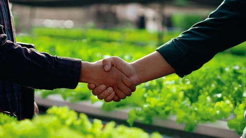 Two farmers shaking hands in a green vegetable farm