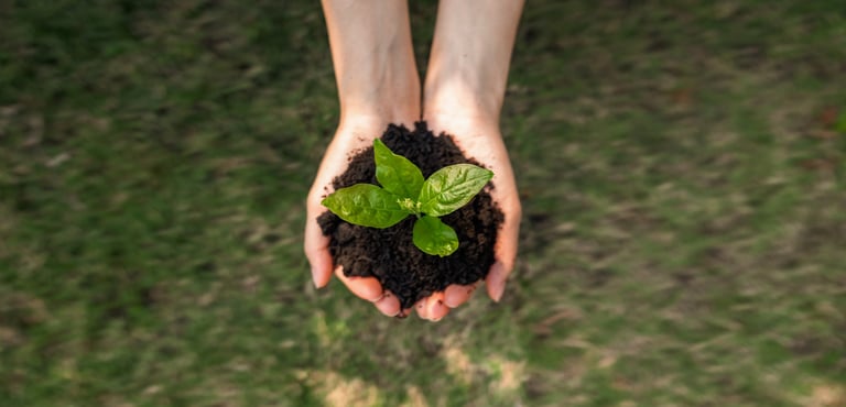 Top view of hand holding seedling in soil