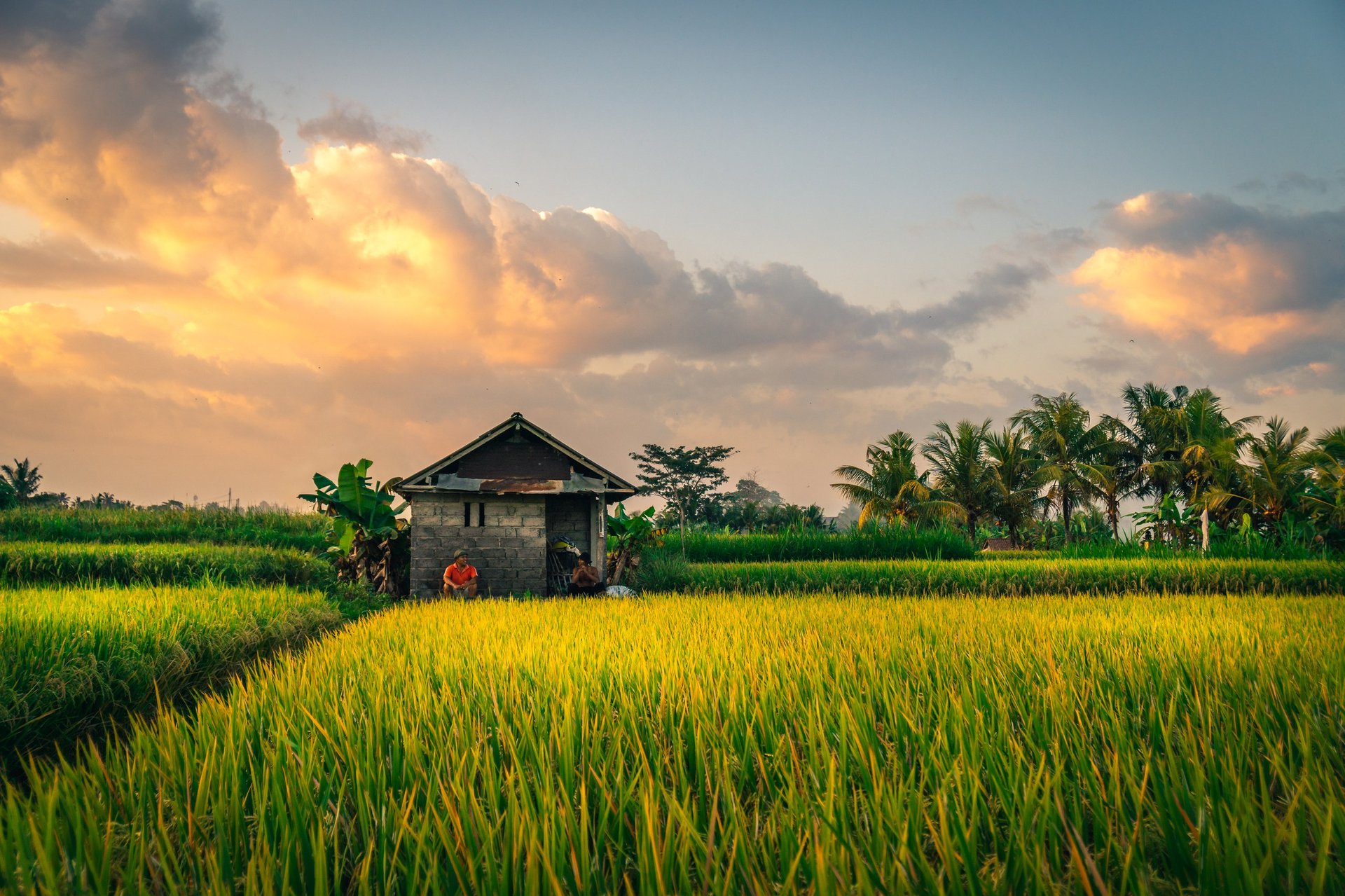 Sunset over lush rice terraces in Ubud, Bali, Indonesia, featuring vibrant green fields, tropical landscape, and serene agricultural scenery