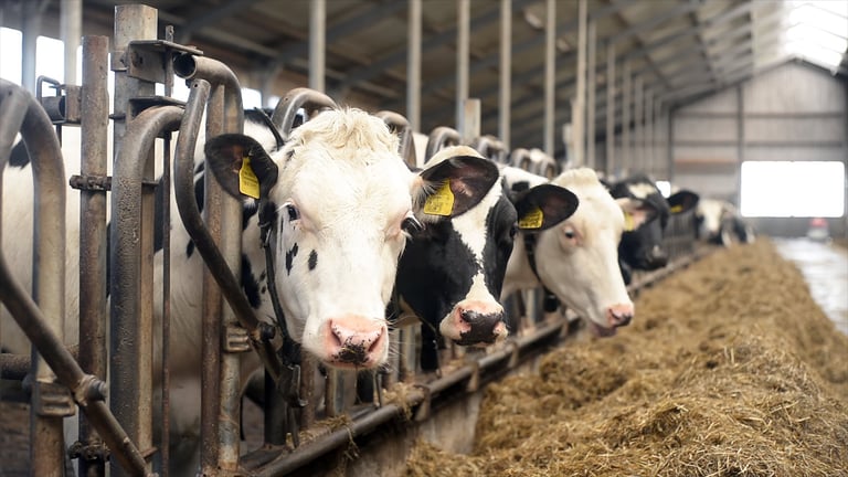 Dairy cows eating hay in modern livestock barn