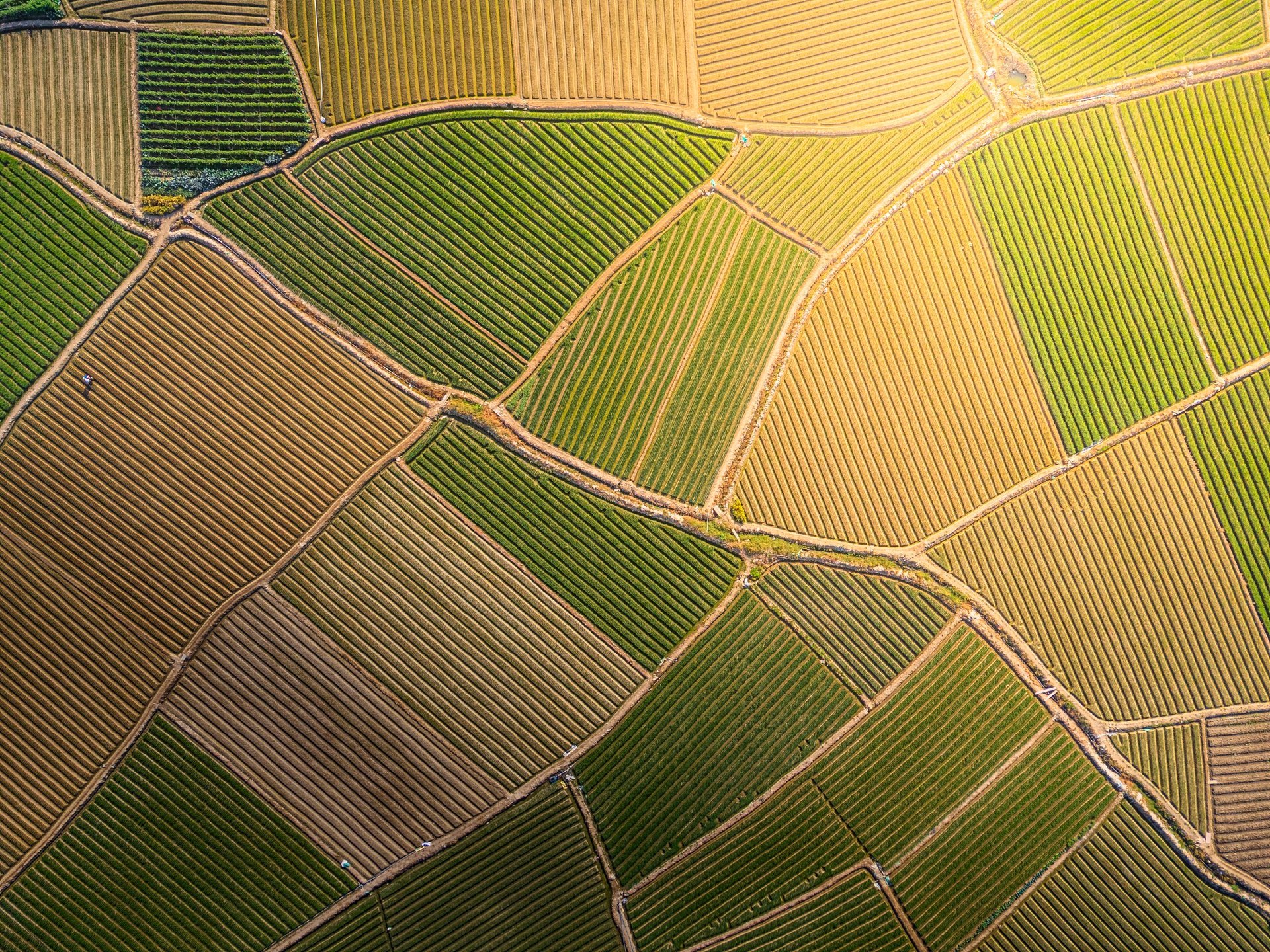 Aerial View of Farmland
