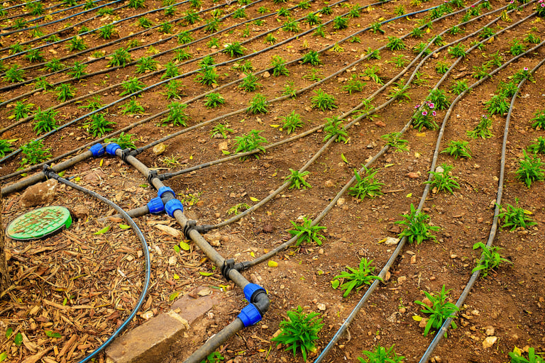 Garden plot with rows of growing seedlings and a drip irrigation system with hoses and fittings for watering plants and efficient soil hydration.