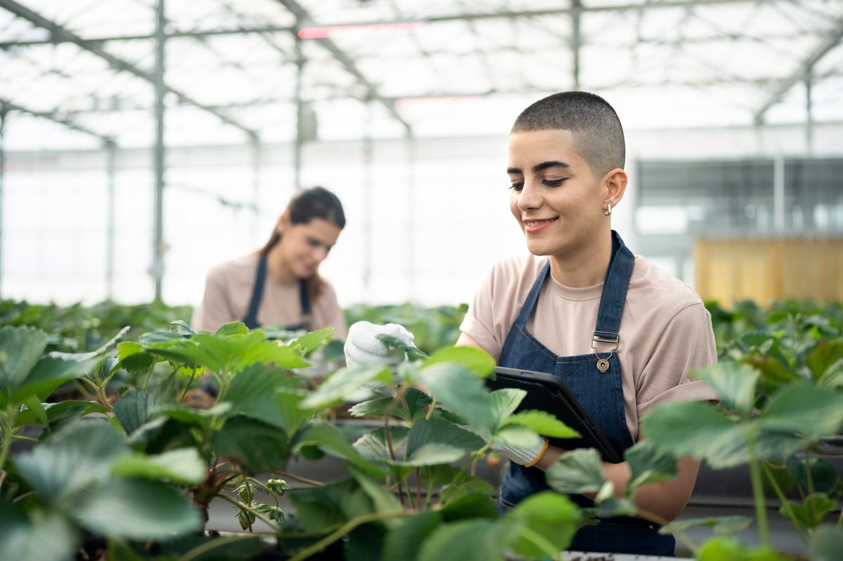 Female Farmer Using Digital Tablet Working At Organic Strawberry Farm In Greenhouse