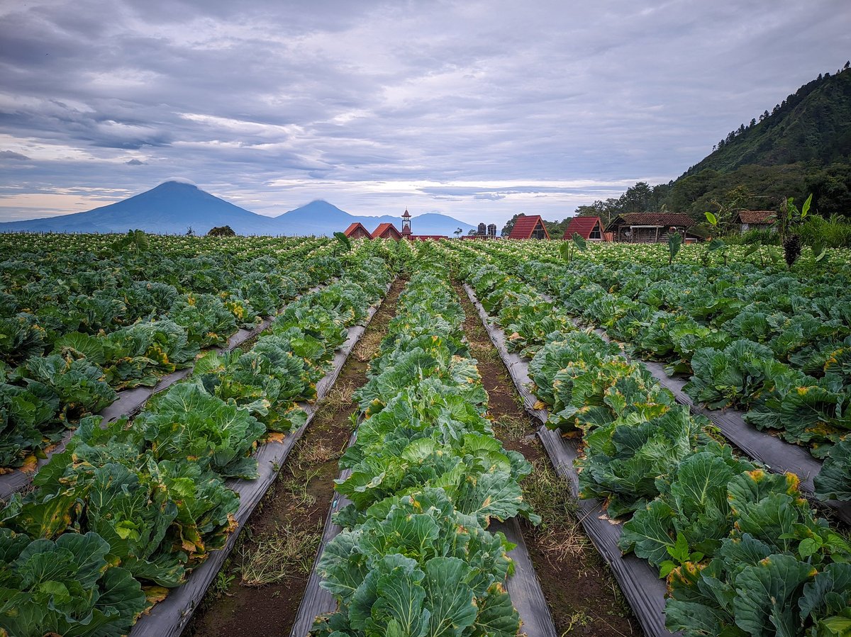 Cabbage plantation at foot of Mount Andong, lush green agriculture